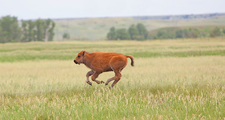 Bison