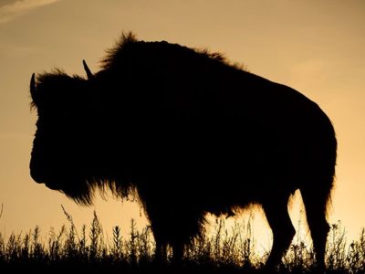 Buffalo Silhouette
